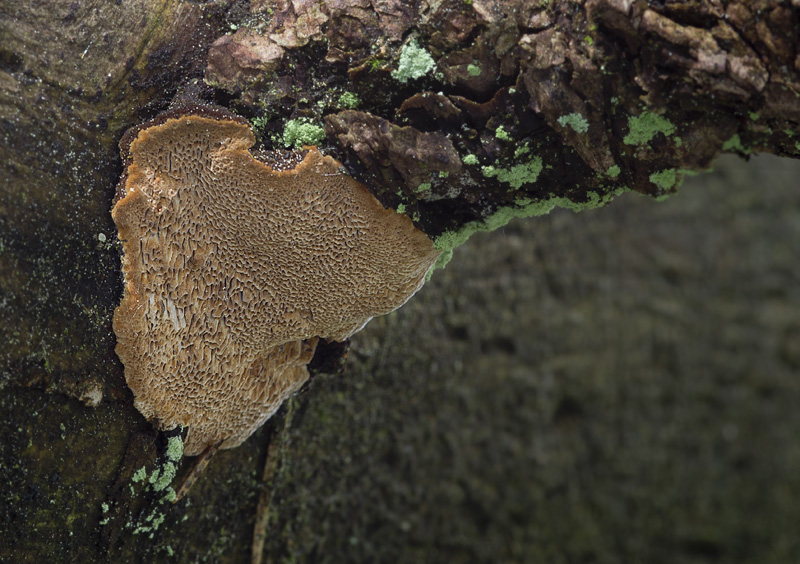 Phellinus viticola